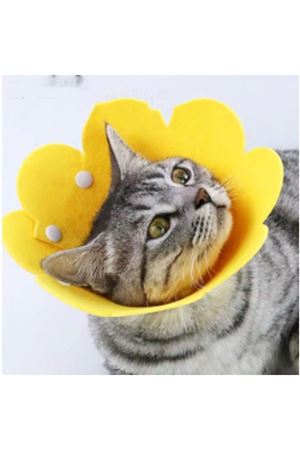 Evcil Hayvan M Boy Keçe Elizabeth Yakalığı